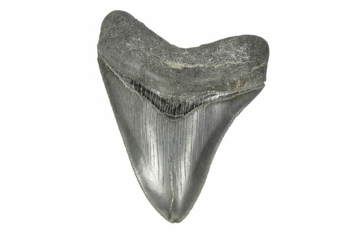 Serrated, Fossil Megalodon Tooth - South Carolina #170394